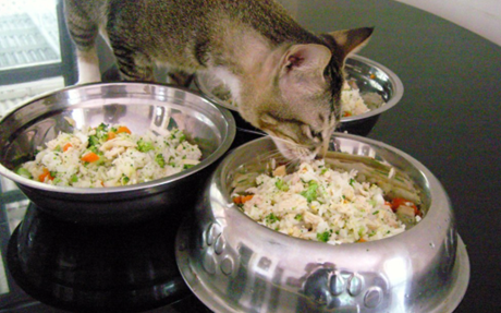 100 Homemade Cat Recipes for Wet Food - Set of 2 Books