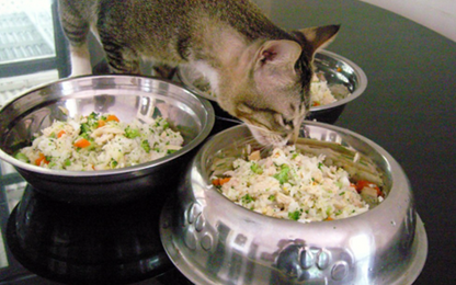 100 Homemade Cat Recipes for Wet Food - Set of 2 Books